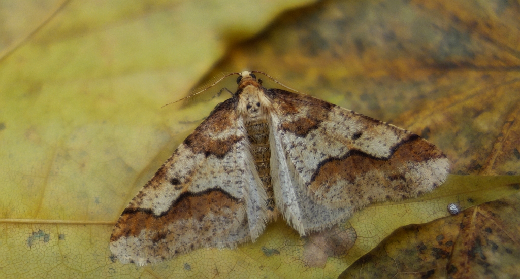Zimowek ogołotniak (Erannis defoliaria)