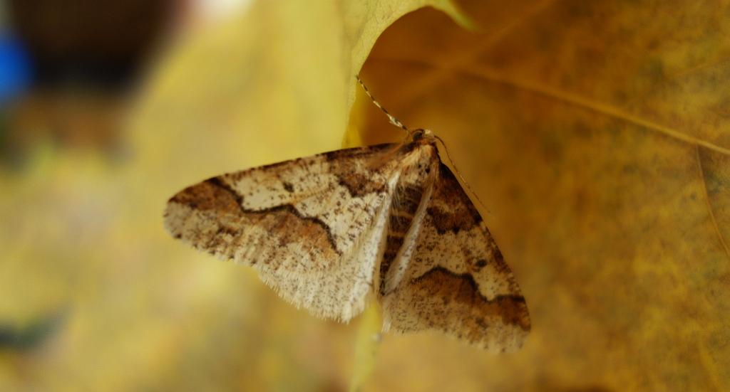 Zimowek ogołotniak (Erannis defoliaria)