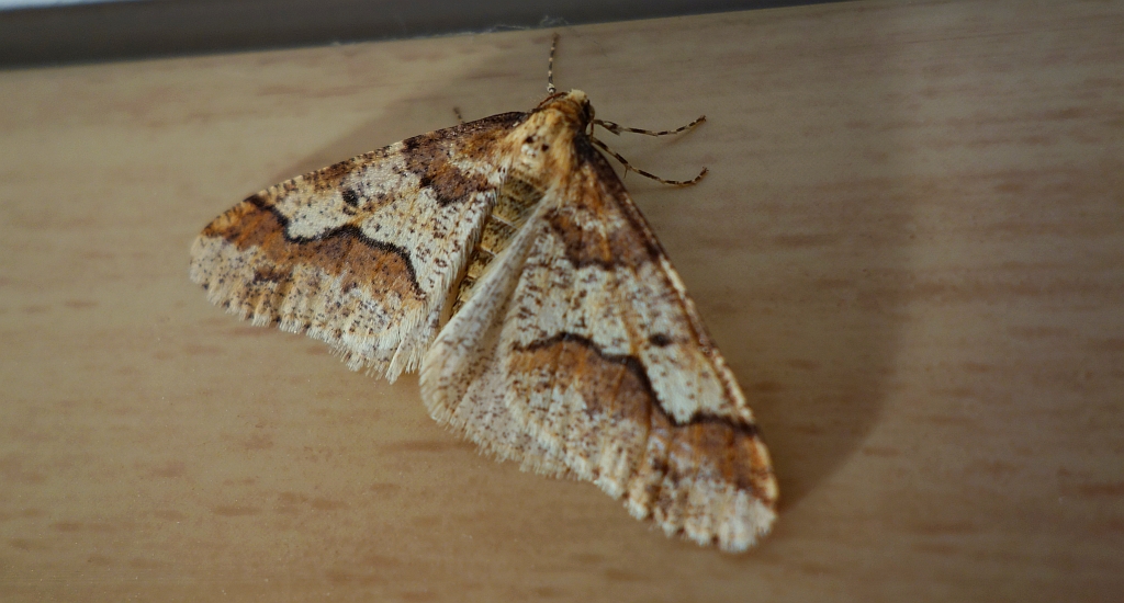 Zimowek ogołotniak (Erannis defoliaria)
