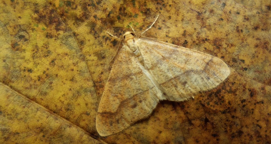 Zimowek pozłotnik (Agriopis aurantiaria)