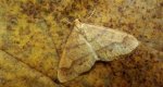 Zimowek pozłotnik (Agriopis aurantiaria)