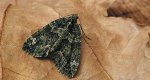 Paśnik zaroślak (Chloroclysta siterata)