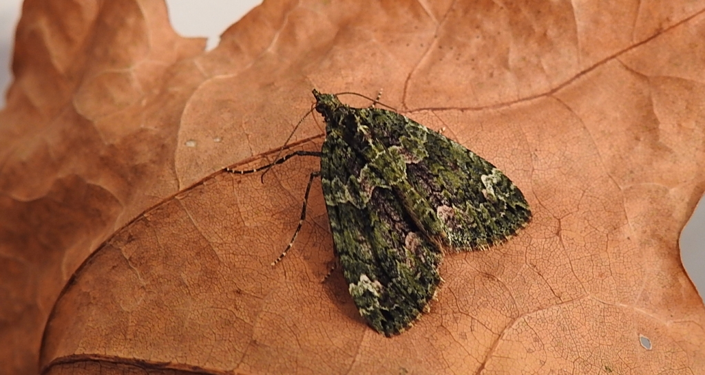 Paśnik zaroślak (Chloroclysta siterata)