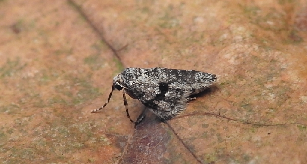 Piędzik siewierak (Operophtera fagata)