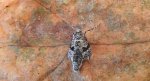 Piędzik siewierak (Operophtera fagata)