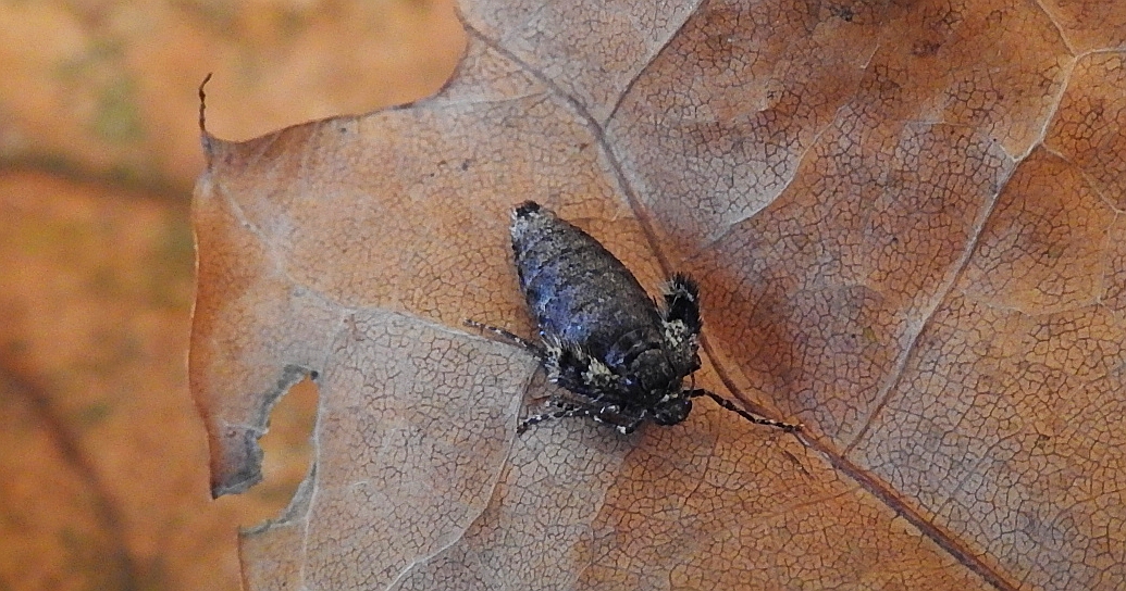 Piędzik siewierak (Operophtera fagata)