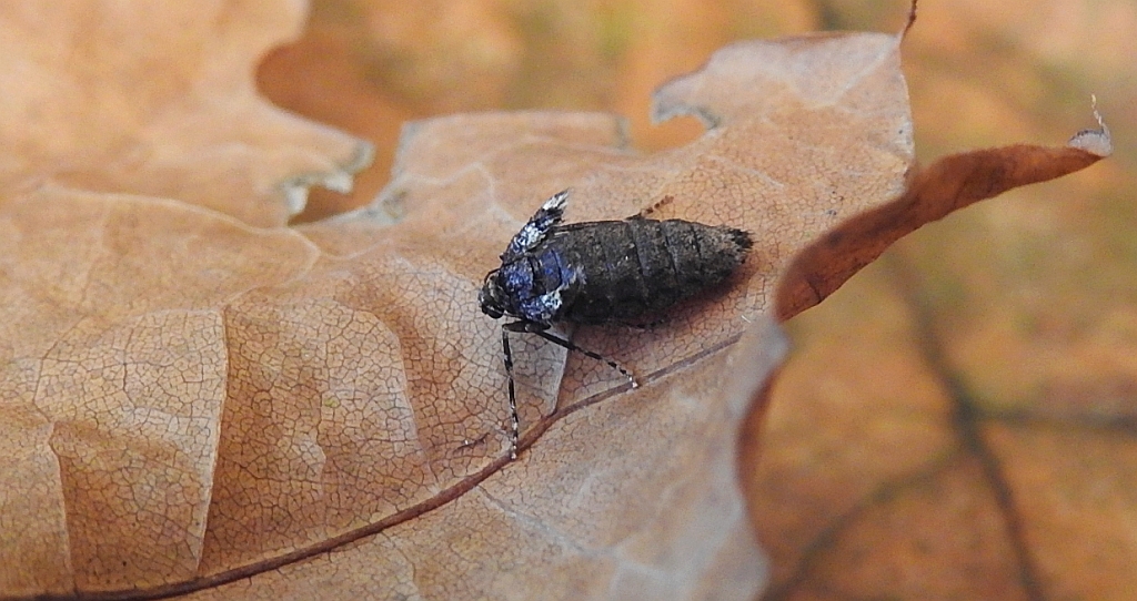 Piędzik siewierak (Operophtera fagata)