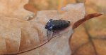 Piędzik siewierak (Operophtera fagata)