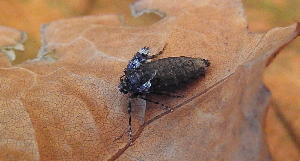 Piędzik siewierak (Operophtera fagata)