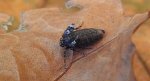 Piędzik siewierak (Operophtera fagata)