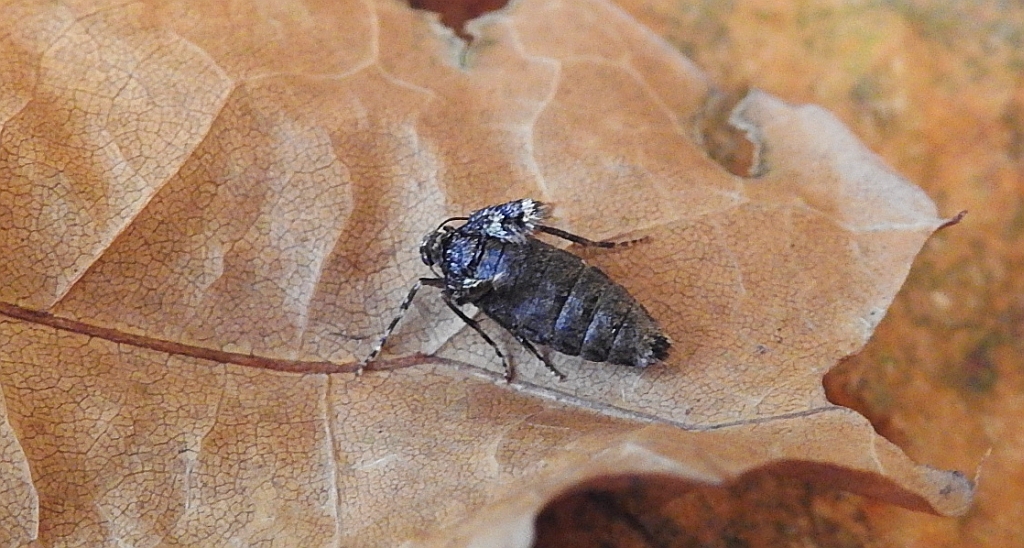 Piędzik siewierak (Operophtera fagata)