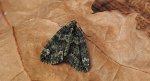 Paśnik zaroślak (Chloroclysta siterata)