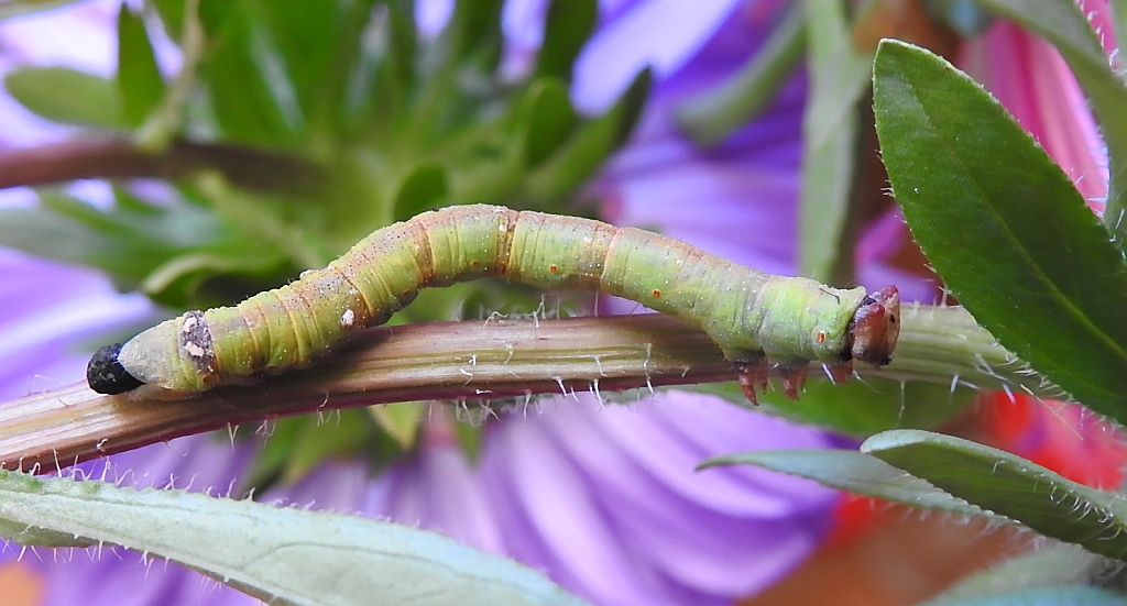 Krępak nabrzozak (Biston betularia)
