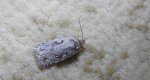 Agonopterix ocellana