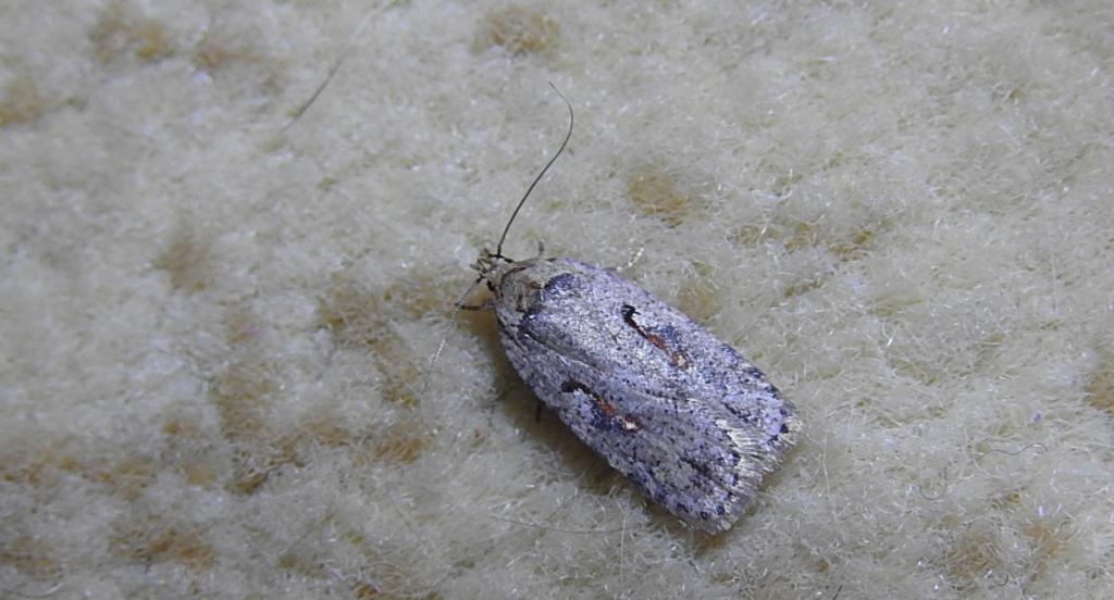 Agonopterix ocellana