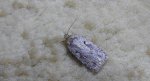 Agonopterix ocellana