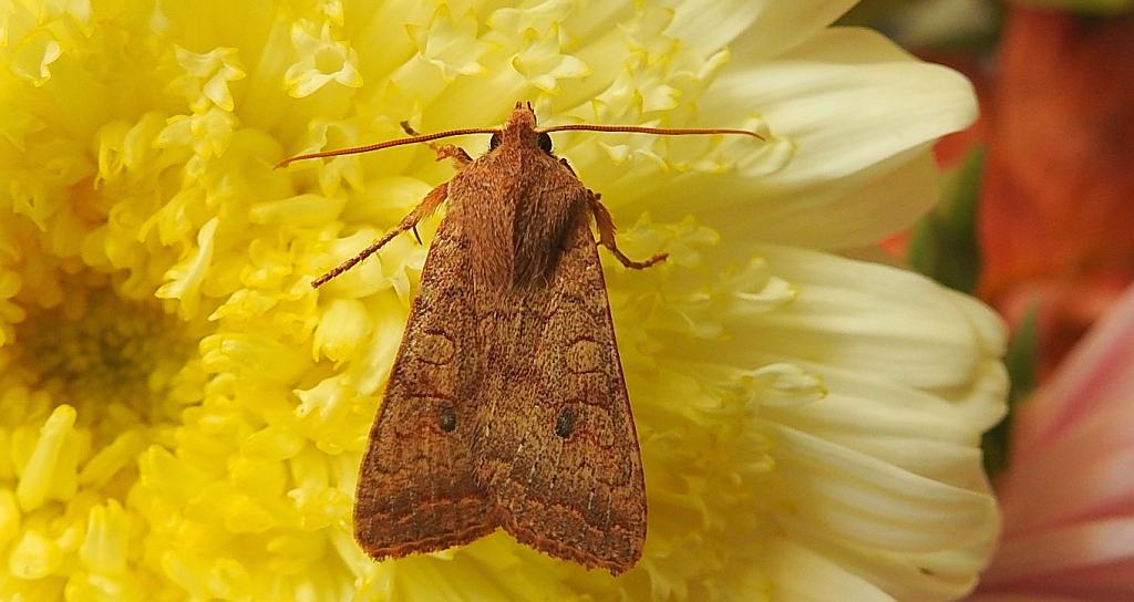 Źrenicówka rudawka (Agrochola circellaris)