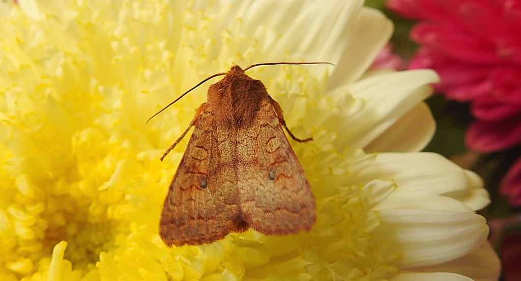 Źrenicówka rudawka (Agrochola circellaris)