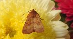 Źrenicówka rudawka (Agrochola circellaris)