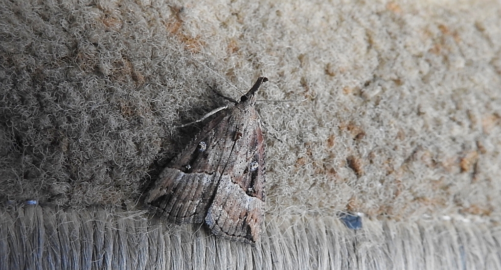 Rozszczepka nosatka (Hypena rostralis)