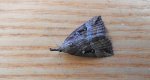Rozszczepka nosatka (Hypena rostralis)