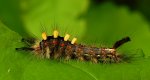 Znamionówka starka (Orgyia antiqua)