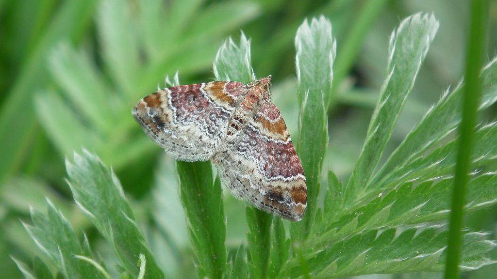 Paśnik cisawiak ( Xanthorhoe spadicearia )