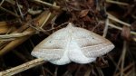 Skalniak orliczak (Petrophora chlorosata)