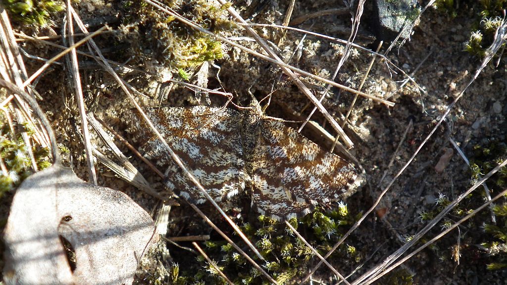 Pyliniak wrzosiak (Ematurga atomaria, Geometridae)
