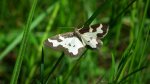 Plamieniec nabuczak (Lomaspilis marginata)