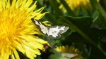 Plamieniec nabuczak (Lomaspilis marginata)