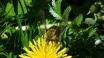 Fruczak trutniowiec (Hemaris tityus)