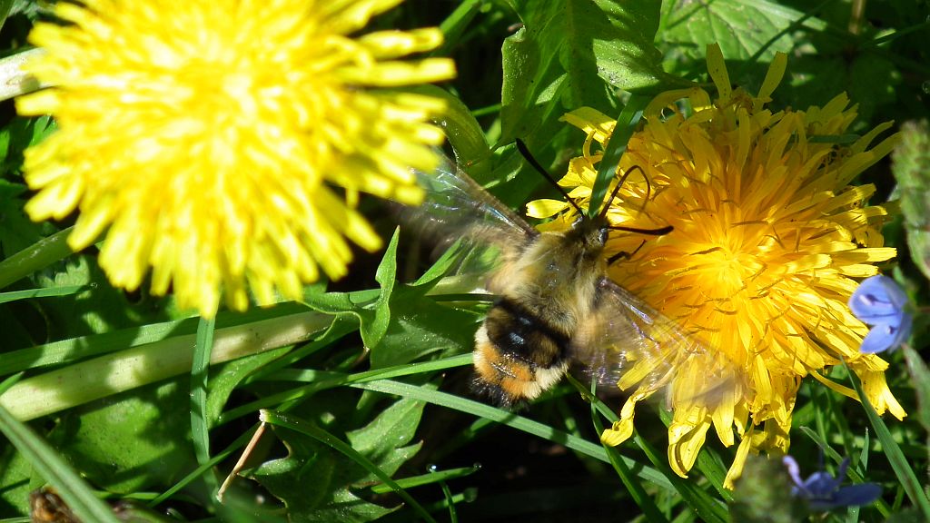 Fruczak trutniowiec (Hemaris tityus)