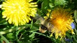 Fruczak trutniowiec (Hemaris tityus)