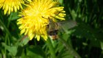 Fruczak trutniowiec (Hemaris tityus)