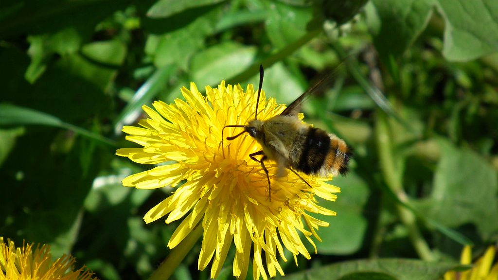 Fruczak trutniowiec (Hemaris tityus)