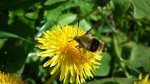 Fruczak trutniowiec (Hemaris tityus)