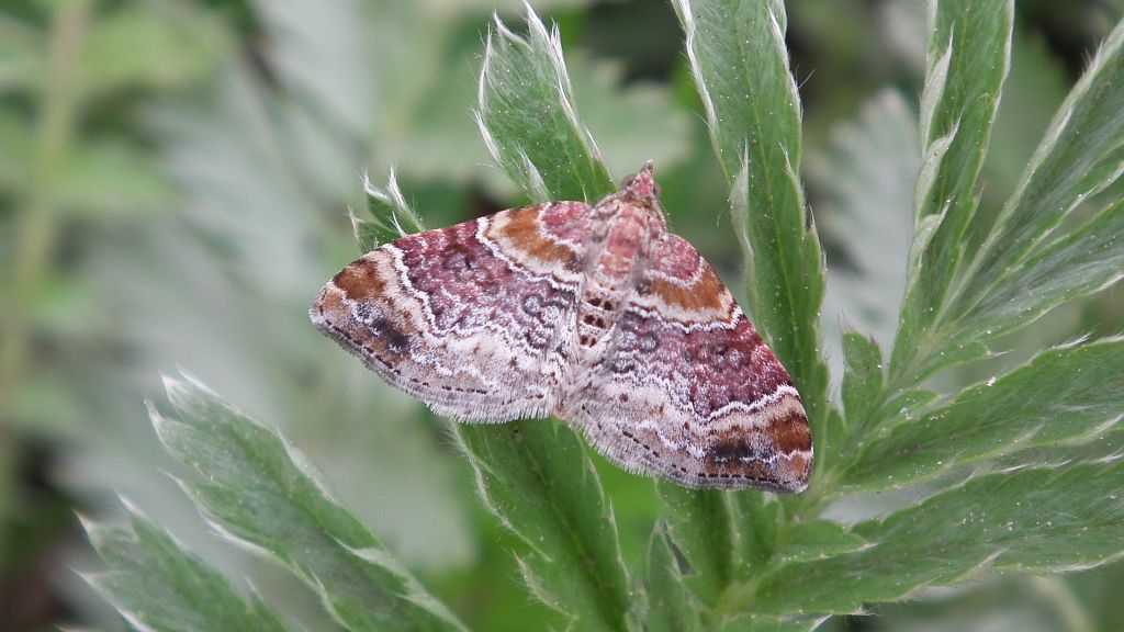 Paśnik cisawiak ( Xanthorhoe spadicearia )