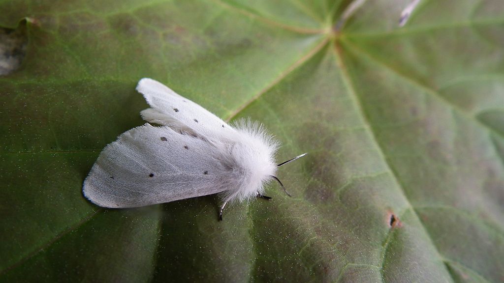 Szewnica pokrzywnika (Spilosoma urticae)