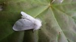 Szewnica pokrzywnika (Spilosoma urticae)