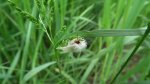 Szewnica pokrzywnika (Spilosoma urticae)