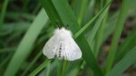 Szewnica pokrzywnika (Spilosoma urticae)