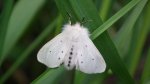 Szewnica pokrzywnika (Spilosoma urticae)