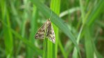 Sitochroa verticalis
