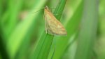 Sitochroa verticalis
