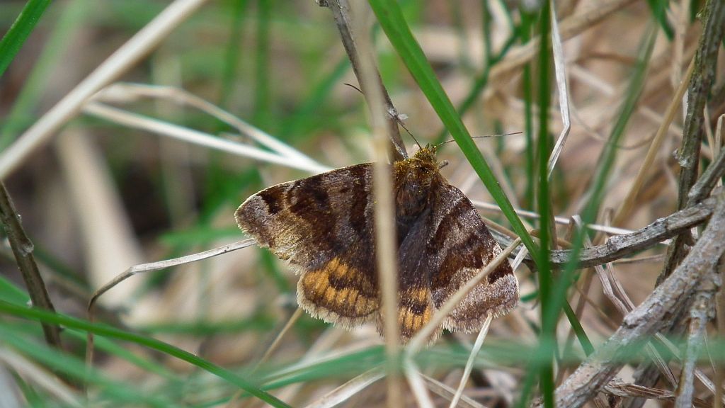 Wygłoba koniczówka (Euclidia glyphica)