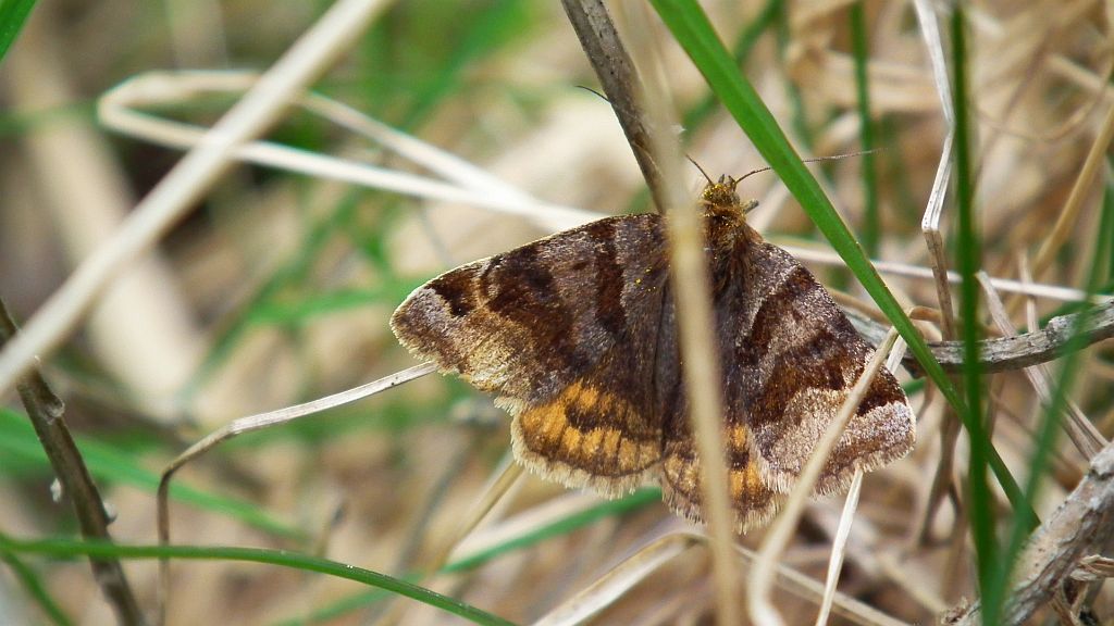 Wygłoba koniczówka (Euclidia glyphica)