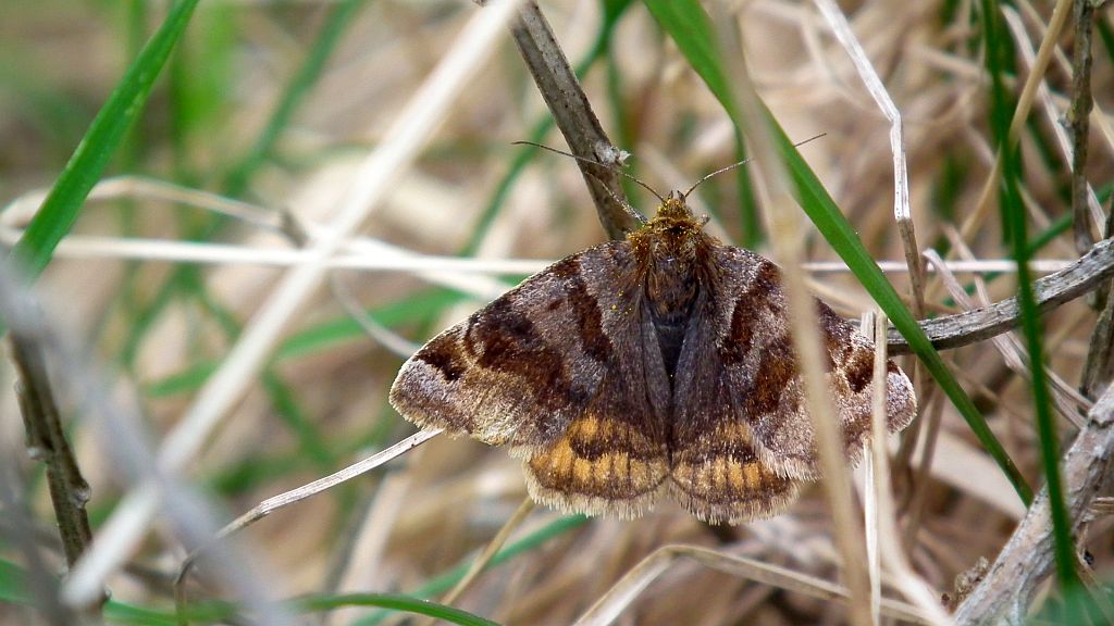 Wygłoba koniczówka (Euclidia glyphica)