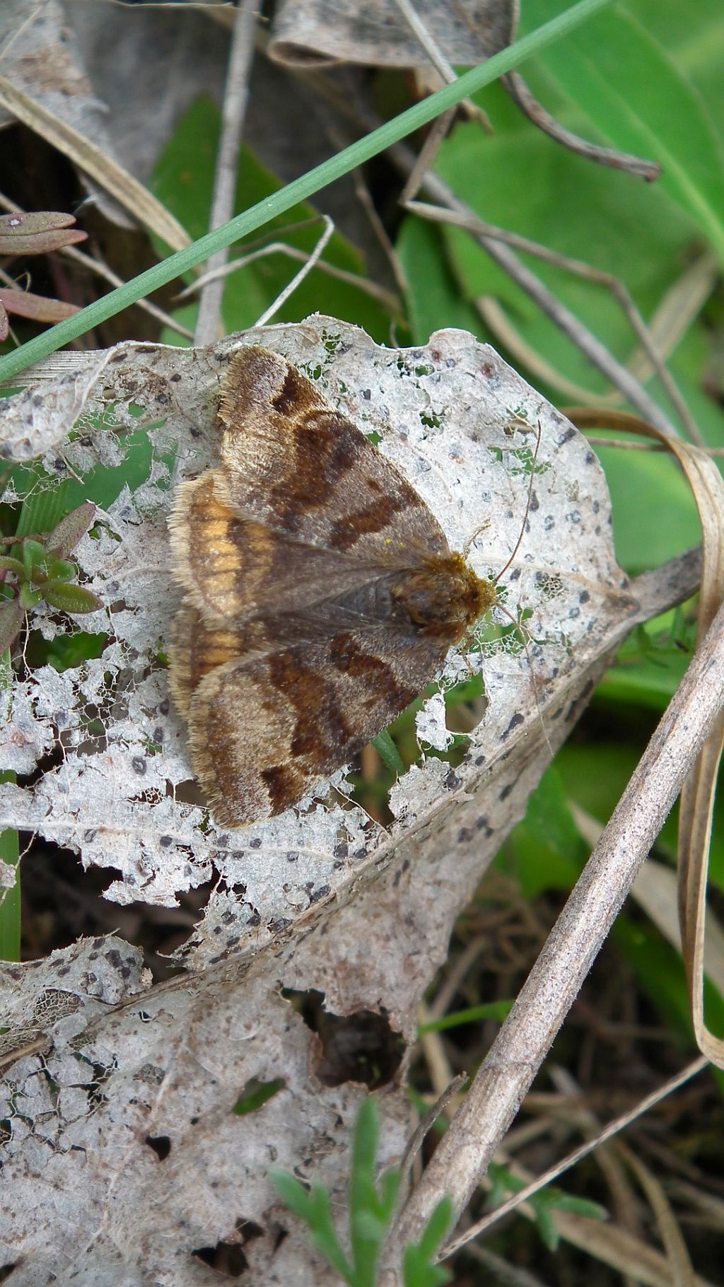 Wygłoba koniczówka (Euclidia glyphica)