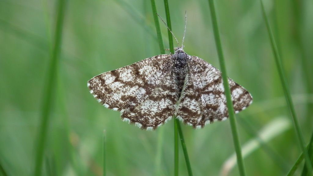 Pyliniak wrzosiak (Ematurga atomaria, Geometridae)